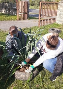 Rózsa-Vát Egyesület iskolaudvar sziklakert projekt ültetés