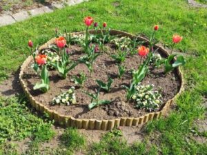 Rózsa-Vát Egyesület tulipánkert virágos