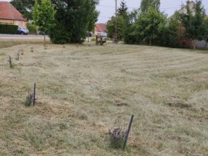 Rózsa-Vát Egyesület röplabdapálya levendulák