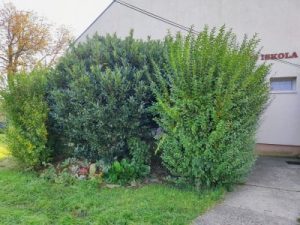 Rózsa-Vát Egyesület iskolaudvar sziklakert projekt előtte